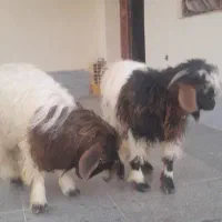 ۲راس بزنر صحیح وسالم وچاق چله