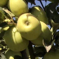 فروش زمین در آبگرم قزوین|فروش زمین و ملک کلنگی|آبگرم, |دیوار