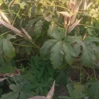 بذر بامیه ۵بند(المشرحه)