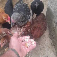 جوجه لاری اصل ۳ماه