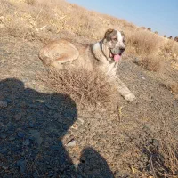 واگذاری سگ آلابای