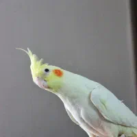 فروش عروس هلندی