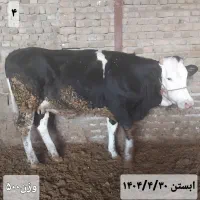 ۶عدد تلیسه|حیوانات مزرعه|زاغه, |دیوار