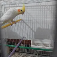 جفت عروس هلندی مولد روی تخم|پرنده|زابل, |دیوار