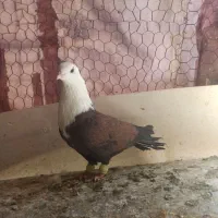 کبوتر|پرنده|اصفهان, ارزنان|دیوار