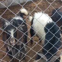 ده عدد بزغاله