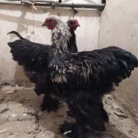 خروس برهما بلک نژاد اصل