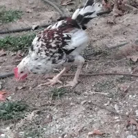 مرغ وخروس گلین