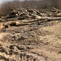 خرید چوب جنگلی و صنوبر در باغ|خدمات باغبانی و درختکاری|لاهیجان, آهندان|دیوار