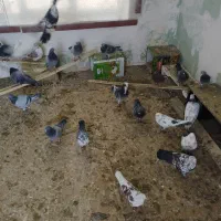 کبوتر رنگی و مصافتی دونه  200 یجا جفتی 800|پرنده|خوانسار, |دیوار