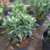 تخفیف  تا شب یلدا20درصد|گل مصنوعی|قم, چهل درخت‎|دیوار