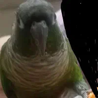 پرنده گم شده