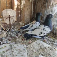 سینه و طوقی|پرنده|قائن, |دیوار