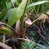 فروش گل|گل و گیاه طبیعی|دماوند, دماوند|دیوار