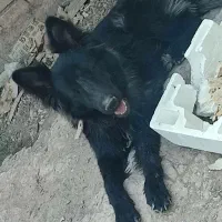 سگ ژرمن