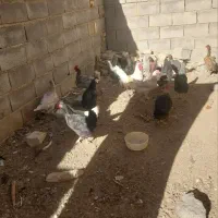 مرغ بومی|حیوانات مزرعه|پادنا, |دیوار