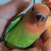 جوجه کوتوله برزیلی|پرنده|طرقبه, |دیوار