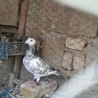 حراج کفترپرشی درجهیک