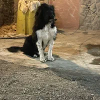 سگ ریشی درشت|سگ|اصفهان, زیار|دیوار