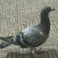 کبوتر