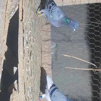 کبوتر  پلاکی معامله