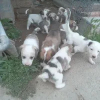 واگذاری‌سگ