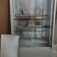 جوجه گردان