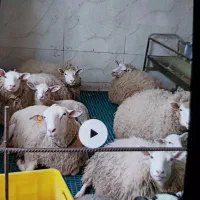 گوسفند رومن