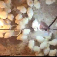 جوجه مرغ خروس