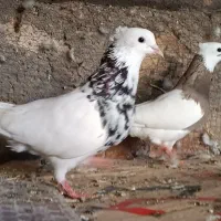 کبوتر سینه زرد سرخ و کله الماسی وطوقی و عروس لامرد