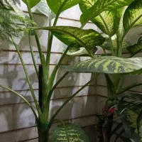 گل‌های خانگی