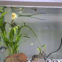 ماهی آکواریوم