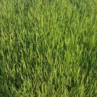 نشا.چلتوک. فجر