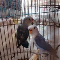 دو جوجه طوطی یک ماهه|پرنده|گلبهار, شهر جدید گلبهار|دیوار