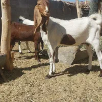 بز پاکستانی پنج آبی|حیوانات مزرعه|رفسنجان, |دیوار