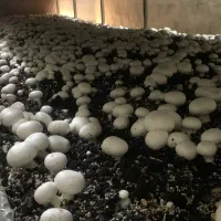 کمپوست قارچ دکمه ای