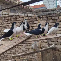 4 جفت کبوتر سیاه پوش ذات دار قشنگ سالم|پرنده|قزوین, |دیوار