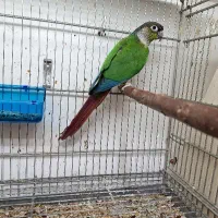 گرینچیک یلوساید