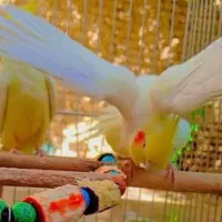 عروس هلندی|پرنده|بجنورد, |دیوار