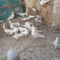 30جفت طوقی