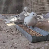 پرنده خانگی کلاهی (سیلور)