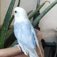 طوطی برزیلی|پرنده|همدان, |دیوار