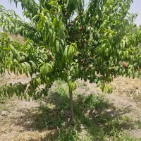 باغ وباغچه/چهاردیوارقدیمی/کاسبی هشتگرد|فروش زمین و ملک کلنگی|تهران, سعیدآباد|دیوار