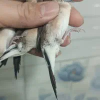 فنچ سیلور بیل وزبرا