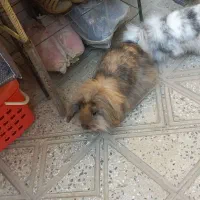 دو عدد خرگوش ب سالع ب فروش میرسد|موش و خرگوش|فلاورجان, |دیوار