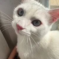 گربه رایگان واگذاری