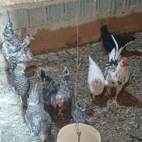 تخمرغ نطفه دار|حیوانات مزرعه|خمینیشهر, |دیوار