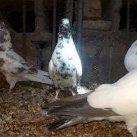 کفتر پرشی خوب|پرنده|حاجی آباد, |دیوار