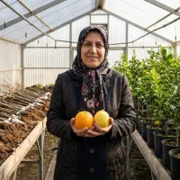 نهال لیموترش پرتقال مقاوم به گرما جنوب خرمالوزیتون