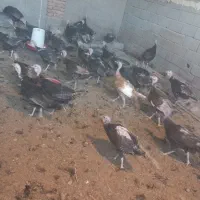 گوشت بوقلمون